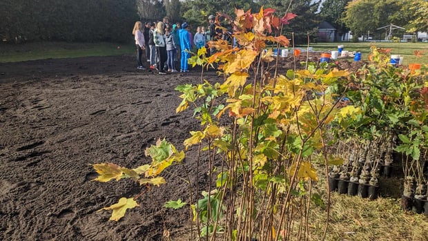  Pincourt plants its first Miyawaki microforest  